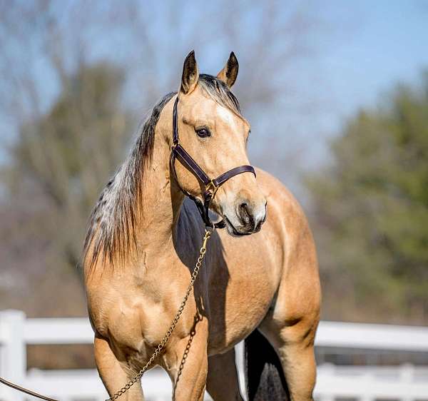 ridden-western-quarter-horse