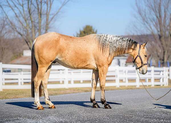 roping-quarter-horse