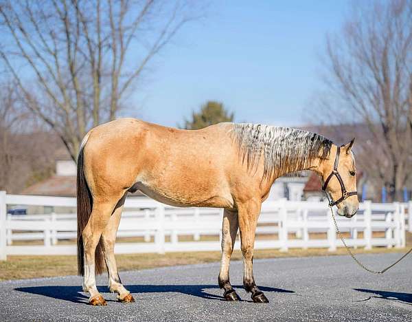 show-quarter-horse