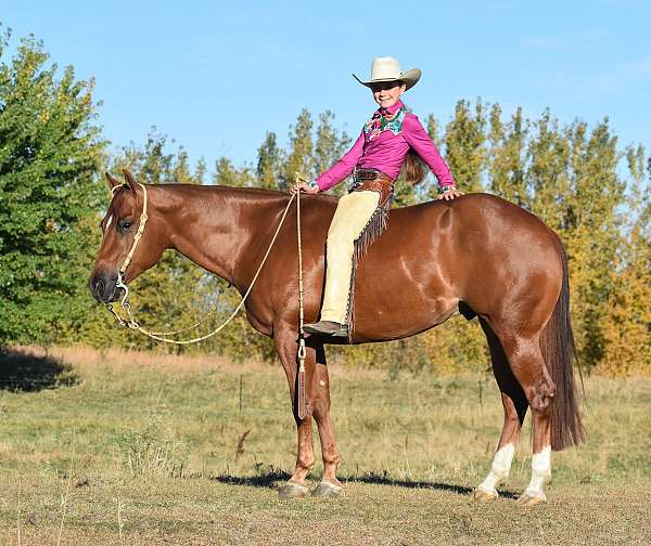 calf-roping-quarter-horse