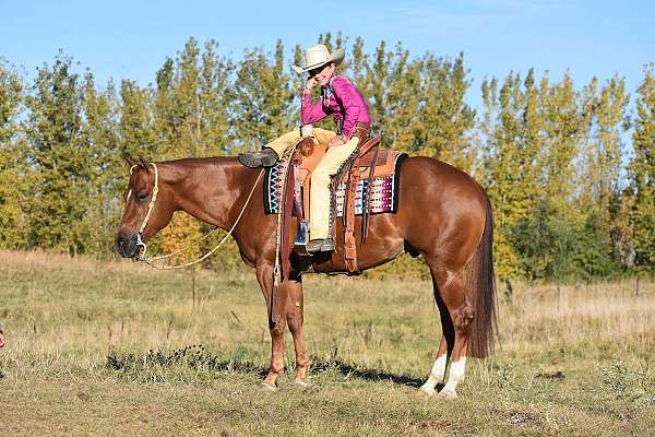 husband-safe-quarter-horse