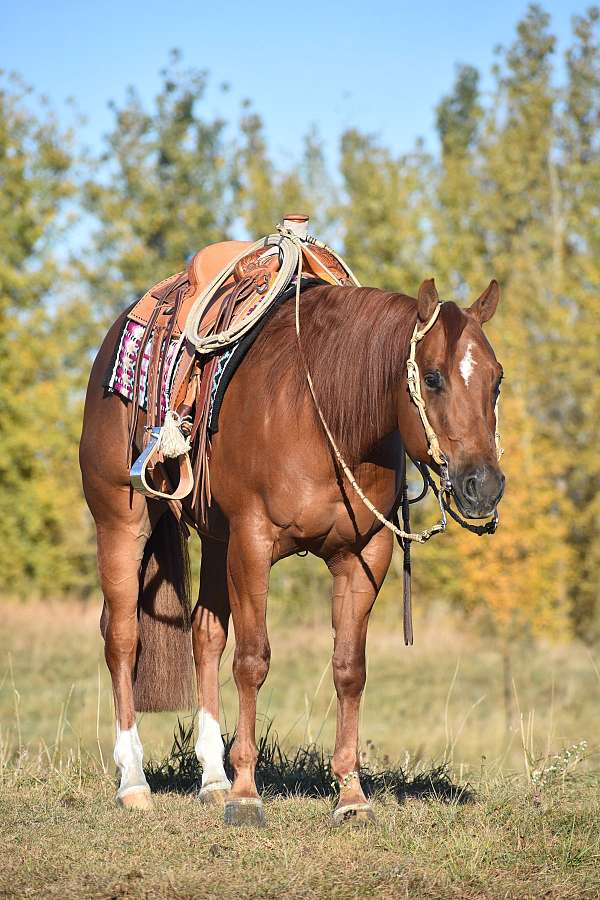 ranch-versatility-quarter-horse