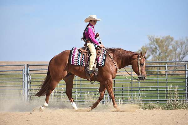 roping-quarter-horse