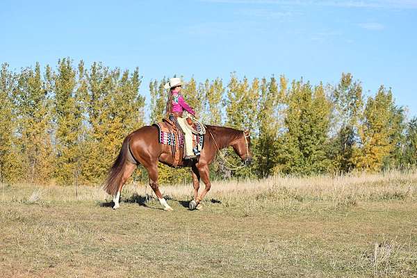 ranch-work-quarter-horse