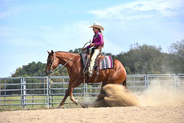 show-quarter-horse