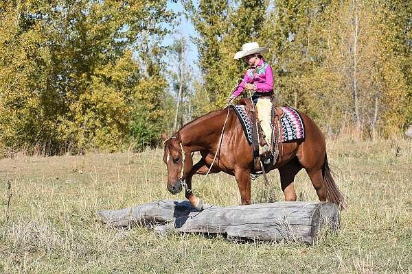 trail-riding-quarter-horse