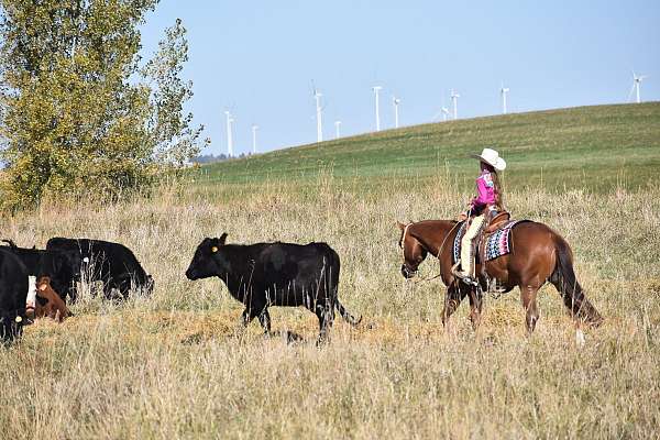 trail-quarter-horse