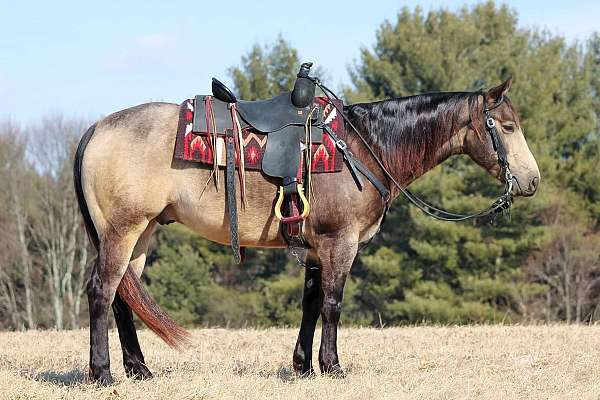 ranch-versatility-quarter-horse