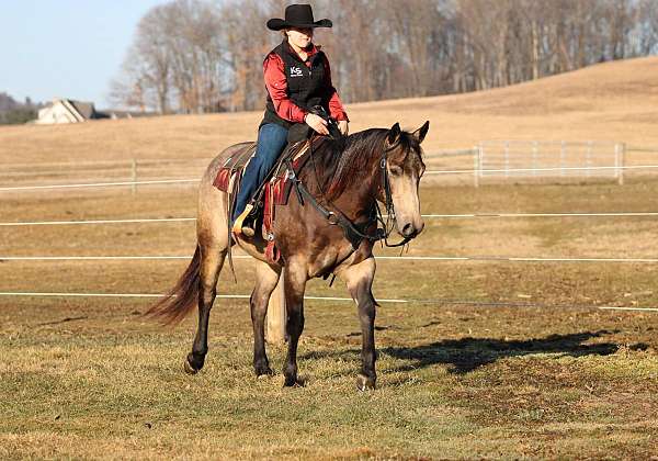 performance-quarter-horse