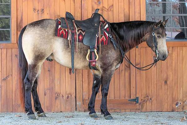 ranch-work-quarter-horse