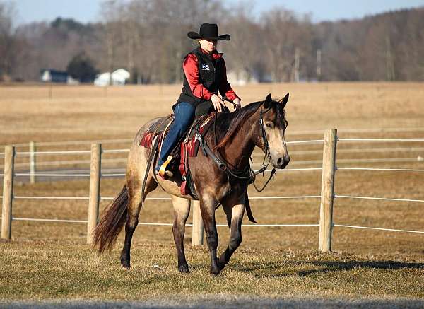 show-quarter-horse