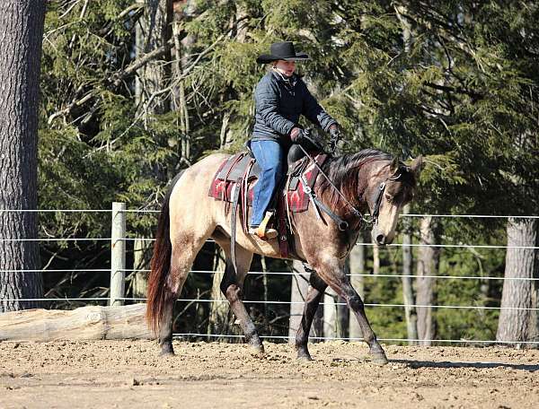 trail-quarter-horse