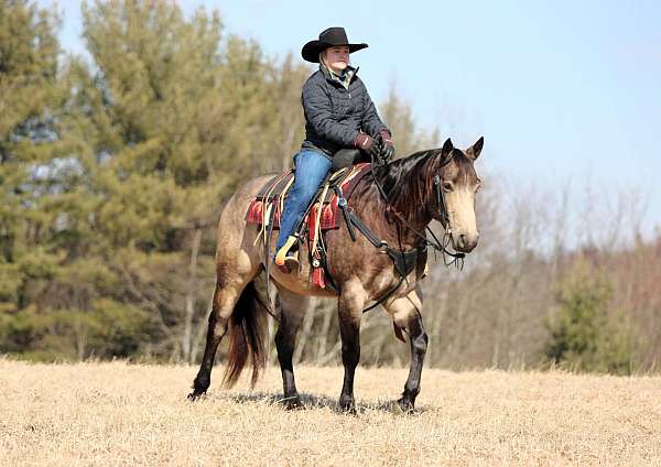 buckskin-quarter-horse-gelding