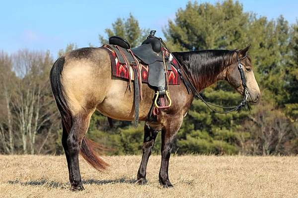 working-cattle-quarter-horse