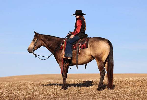 buckskin-all-around-horse