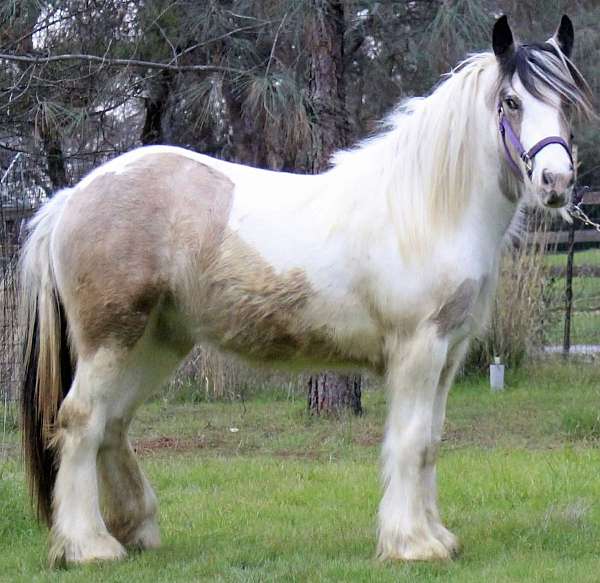 tobiano-horse