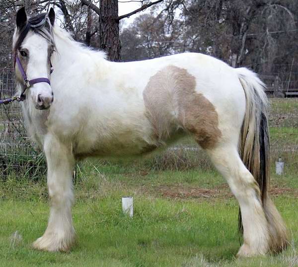 buckskin-tobiano-horse