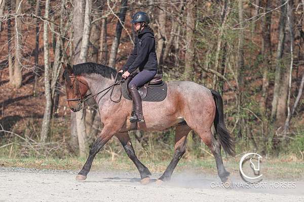 bay-roan-percheron-horse