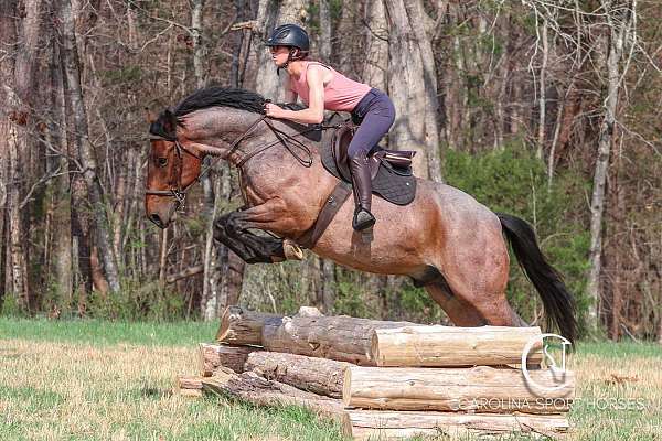 bay-roan-percheron