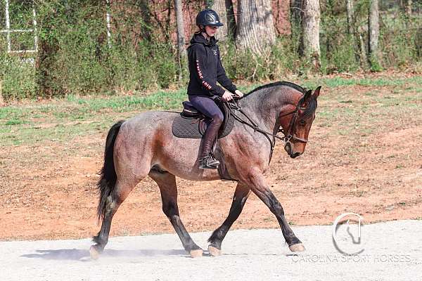 all-around-percheron-horse