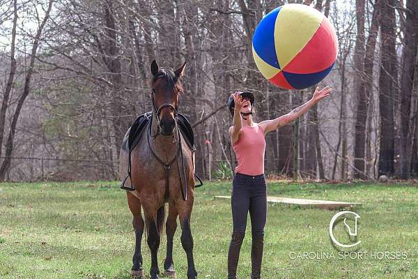 athletic-percheron-horse