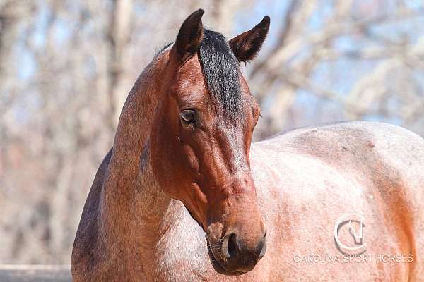 beginner-percheron-horse