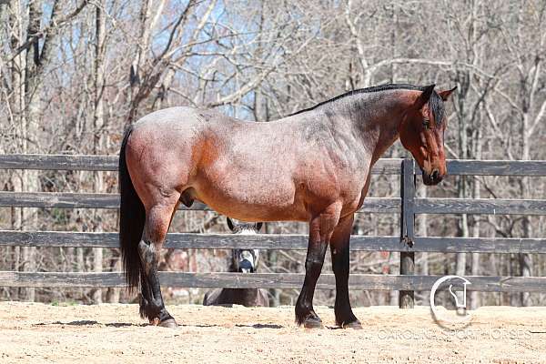 cross-percheron-horse