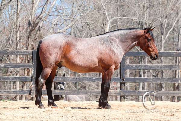 draft-percheron-horse