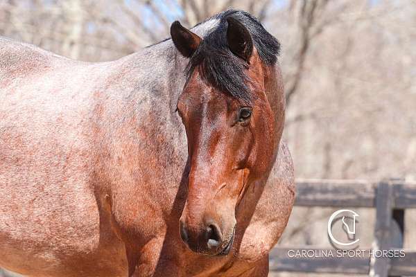 flashy-percheron-horse