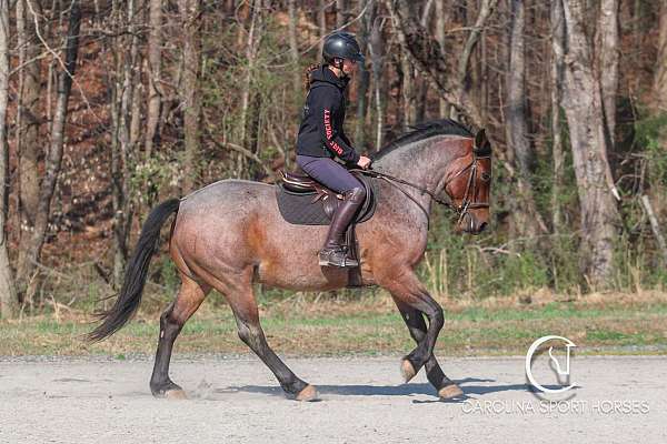 jumping-percheron-horse