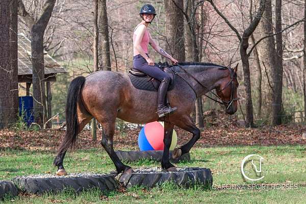 lesson-percheron-horse