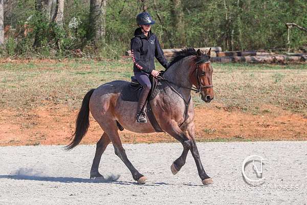 parade-percheron-horse