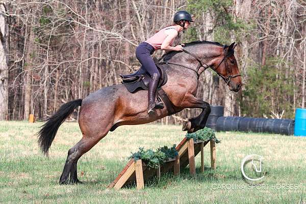 performance-percheron-horse