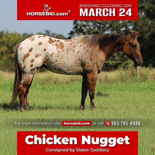 all-around-appaloosa-horse