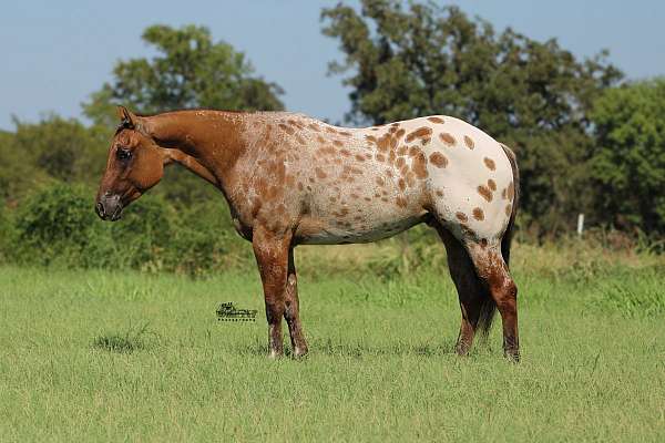 athletic-appaloosa-horse