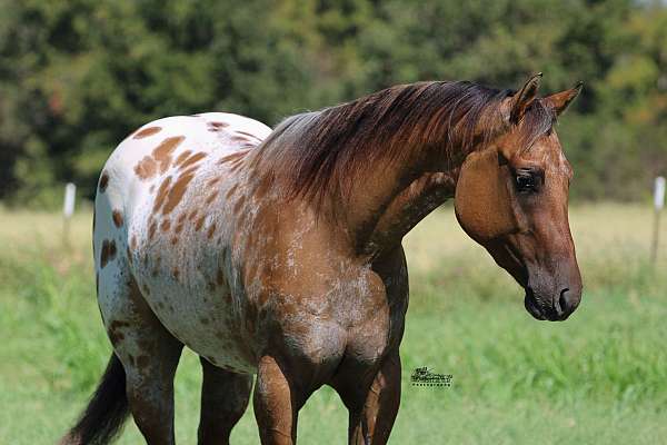 calf-roping-appaloosa-horse