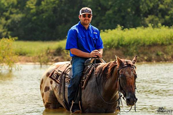 flashy-appaloosa-horse