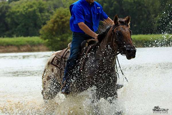 heading-appaloosa-horse