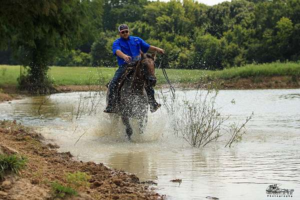 husband-safe-appaloosa-horse