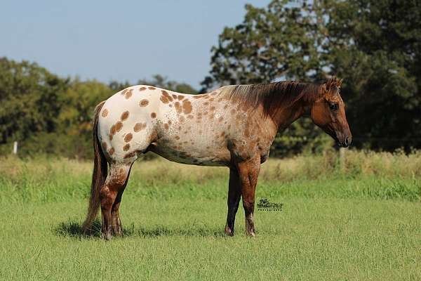 performance-appaloosa-horse