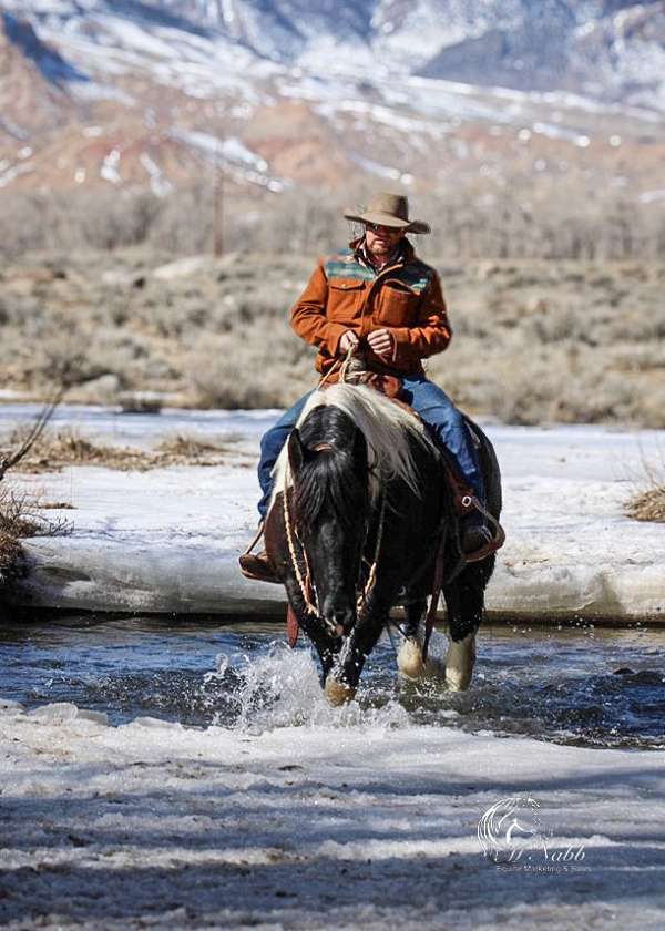 flashy-draft-horse