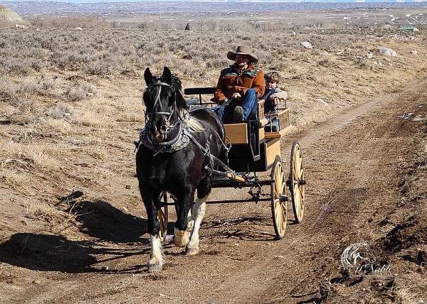 husband-safe-draft-horse