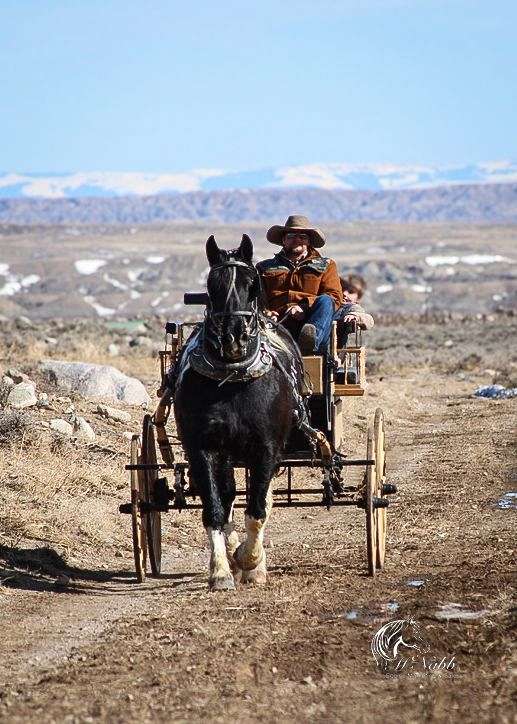 kid-safe-draft-horse