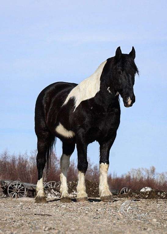 parade-draft-horse