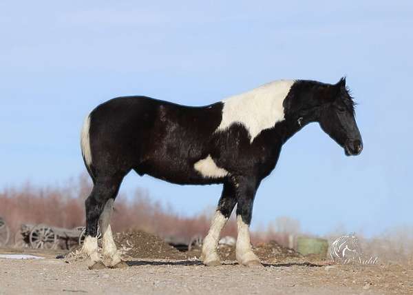 ranch-work-draft-horse