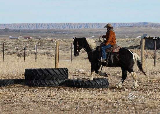 western-riding-draft-horse