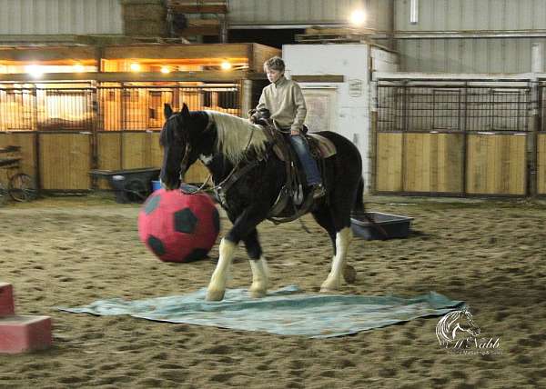 working-cattle-draft-horse