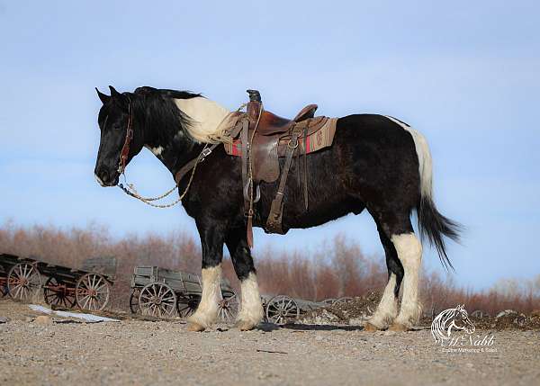 show-draft-horse