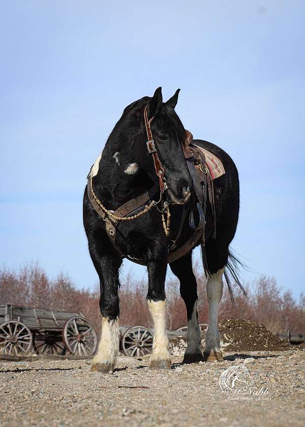 trail-draft-horse