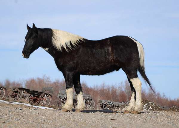 black-draft-gelding